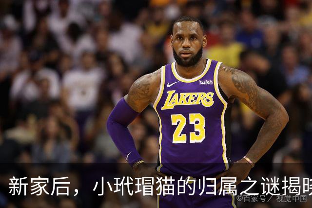 新家后，小玳瑁猫的归属之谜揭晓